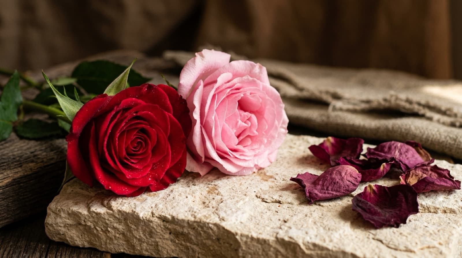 Roses fraîches à pétales roses et rouges posées sur une pierre claire, près de pétales séchés.