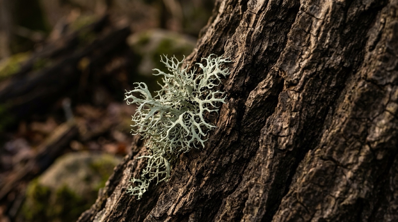Lichen gris vert en touffes sèches et frisées, posé sur une écorce de chêne.